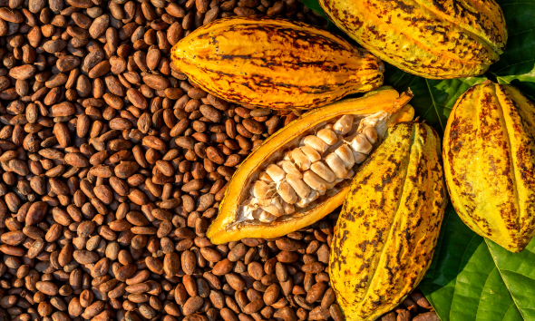 Coffe & Cocoa PT. Sinar Gowa Industri Mineral