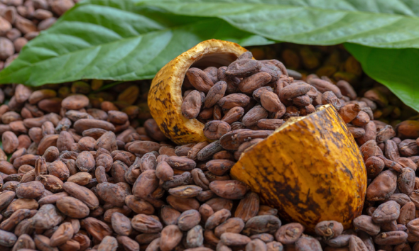 Coffe & Cocoa PT. Sinar Gowa Industri Mineral